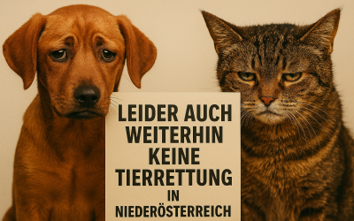 Tierrettung für Niederösterreich wurde mit den Stimmen von ÖVP, FPÖ und NEOS abgelehnt