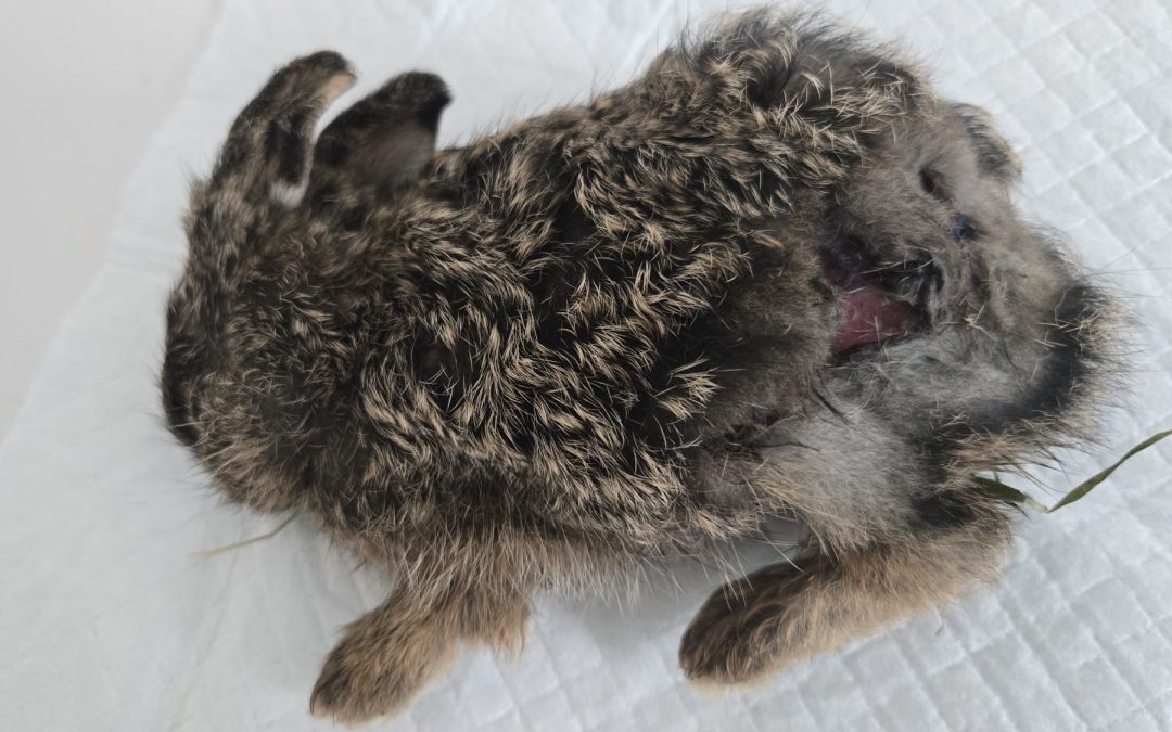 Vorsicht – Wildtier-Babies!