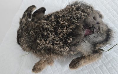 Vorsicht – Wildtier-Babies!