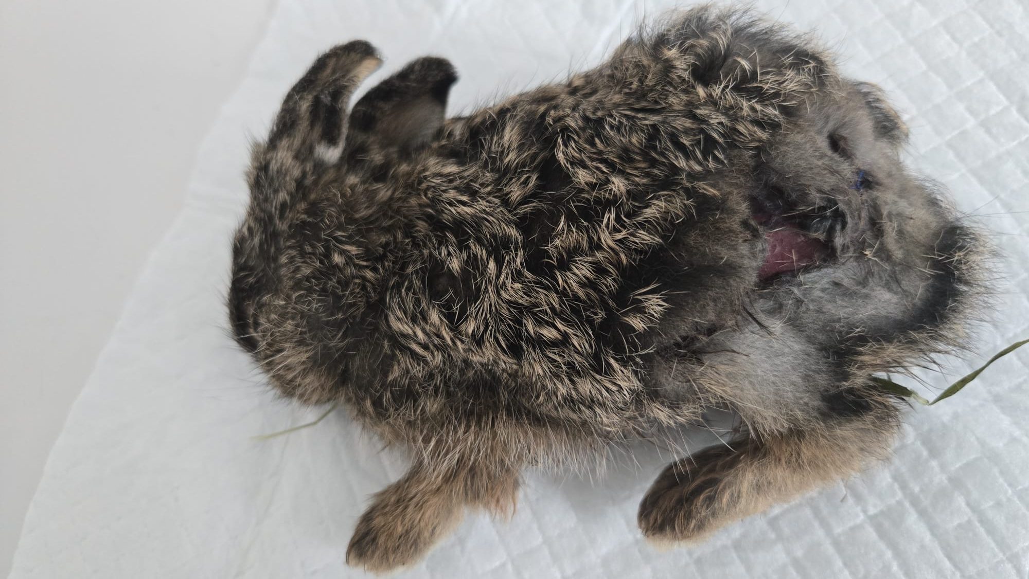 verletztes Feldhasen-Baby