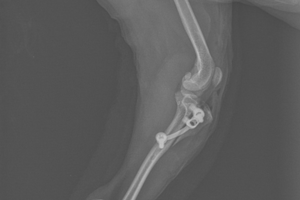 Symbolbild Patella-Lux