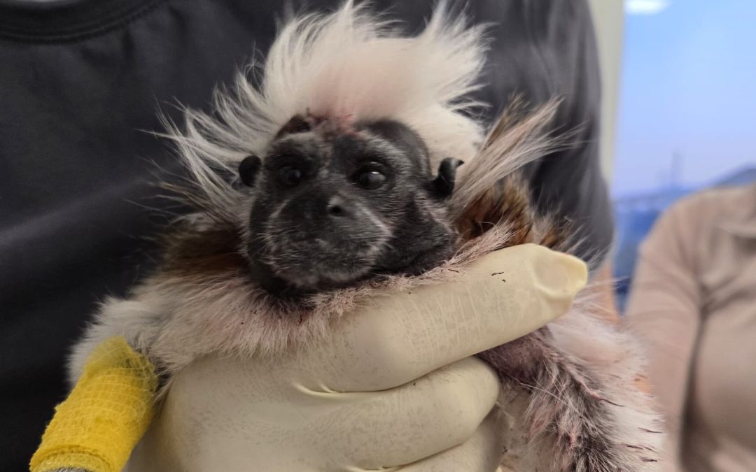 verletztes Lisztäffchen Lucy