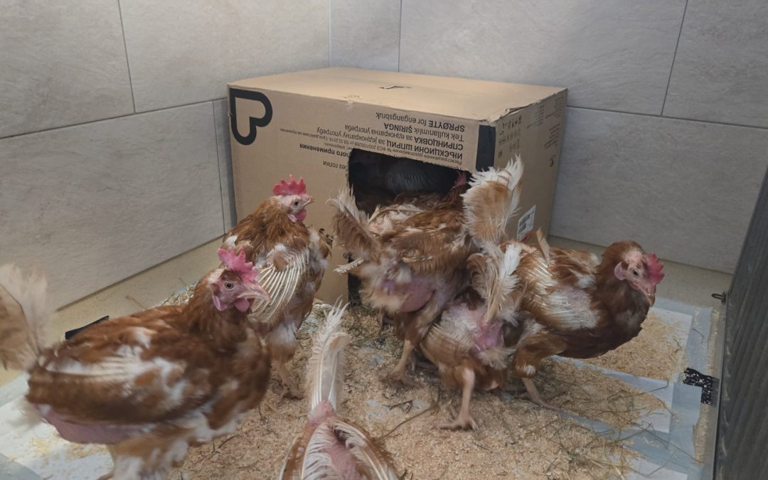 Gnadenplatz für Legehennen aus Bodenhaltung