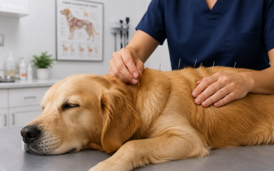 TCM bei Hund und Katze – Ganzheitliche Tiermedizin für mehr Wohlbefinden