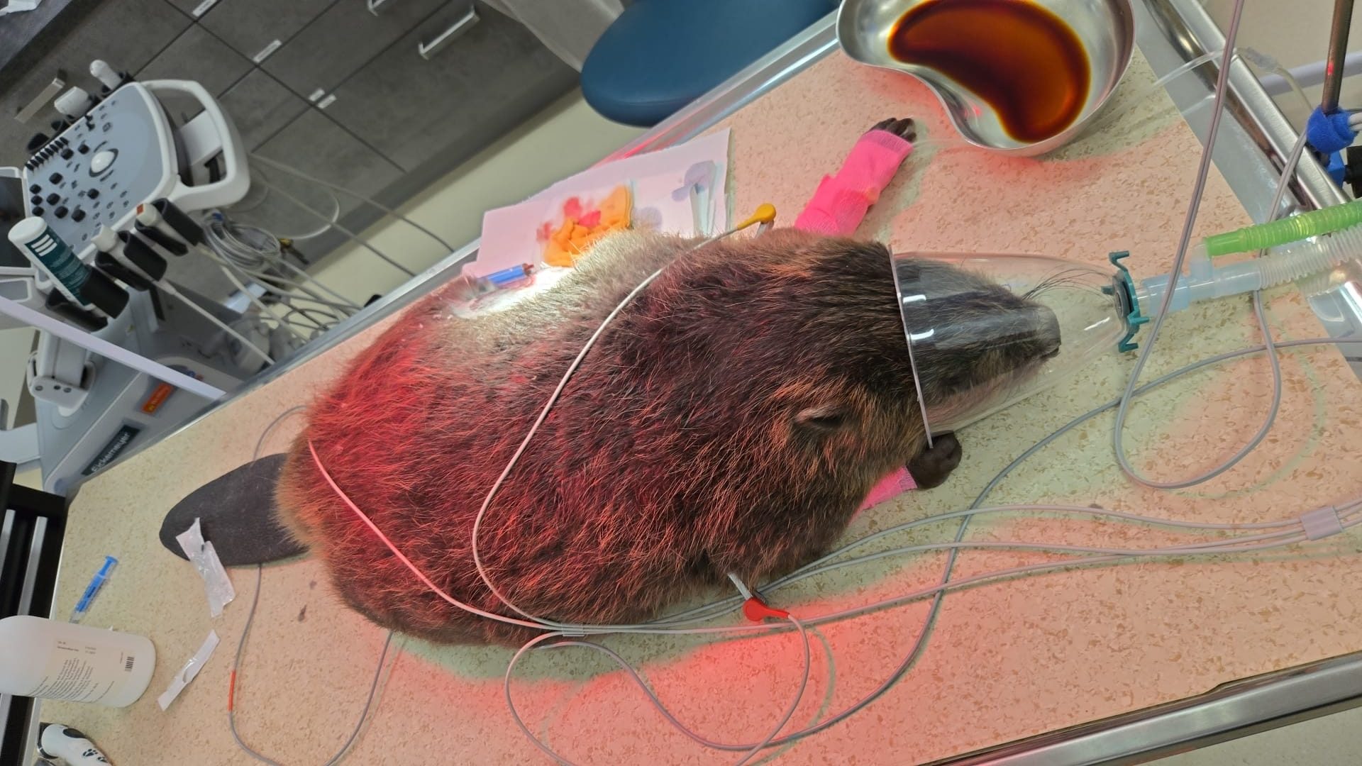verletzter Biber im Tiermedizinischen Zentrum Teesdorf verletzter Biber der im Tiermedizinischen Zentrum Teesdorf versorgt wird