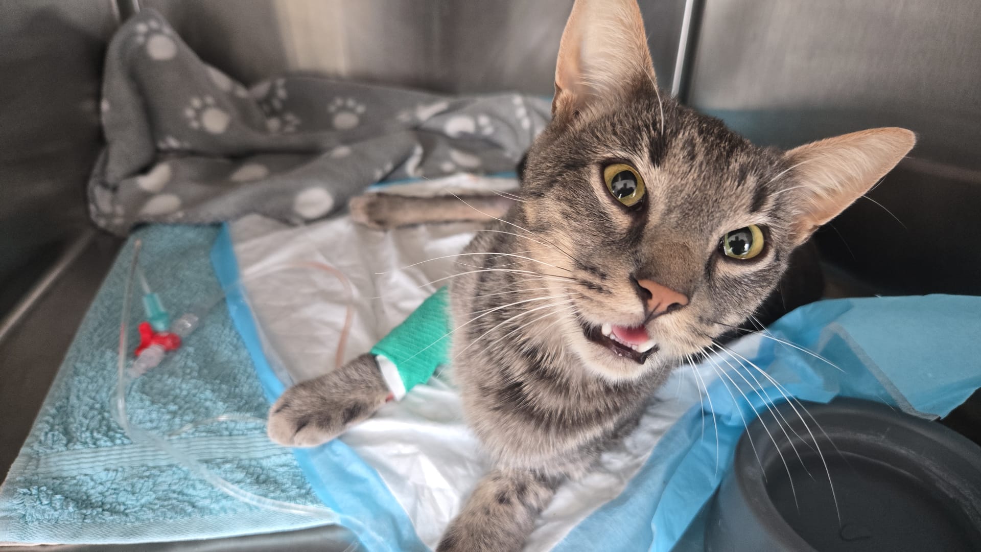 Kater Schnurrli nach seiner Notfallversorgung im Tiermedizinischen Zentrum Teesdorf