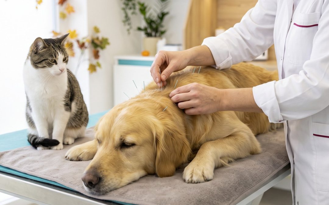 Herbst-Aktion: 20 % auf TCM-Behandlungen für Hund und Katze